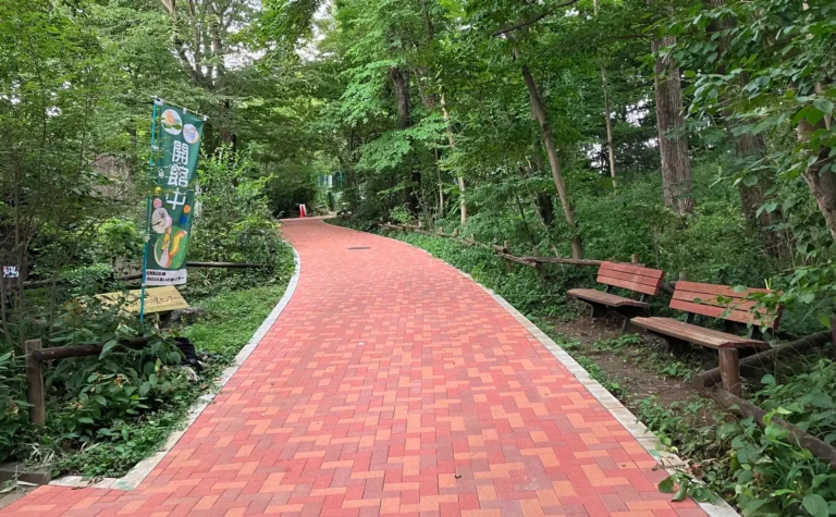 歩きやすく目視しやすくなった林を抜ける通路