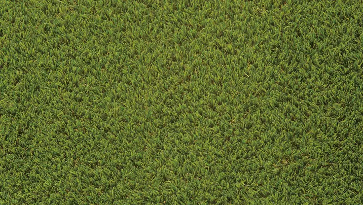 エバーターフ-カラーバリエーション-