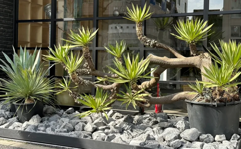 石と観葉植物の都会的な鑑賞ガーデン